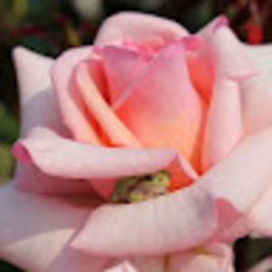 Meet your Posher, Dave.